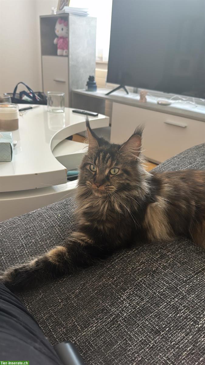 Bild 3: Maine Coon Katzen Nava & Nala suchen liebes Zuhause