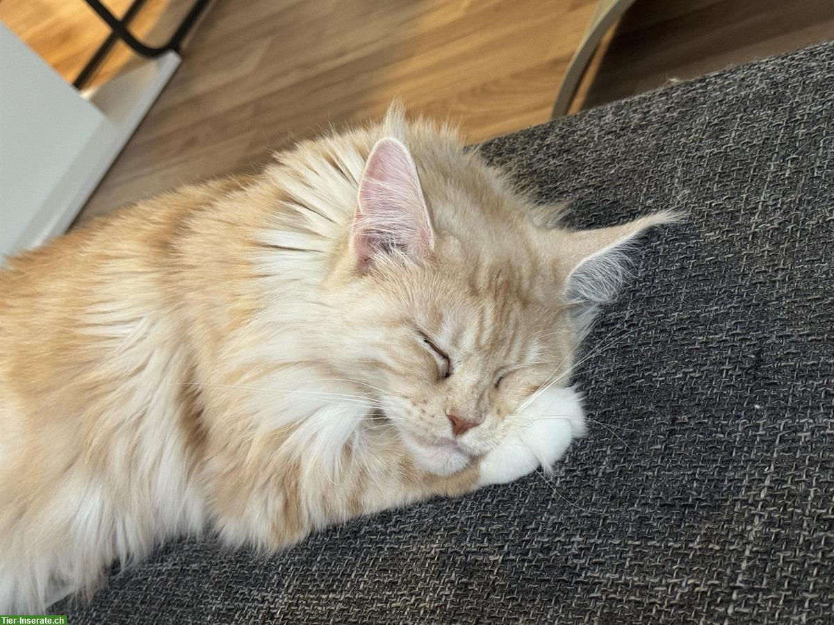 Bild 7: Maine Coon Katzen Nava & Nala suchen liebes Zuhause