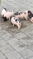 Gantrisch Minipigs suchen ein Zuhause