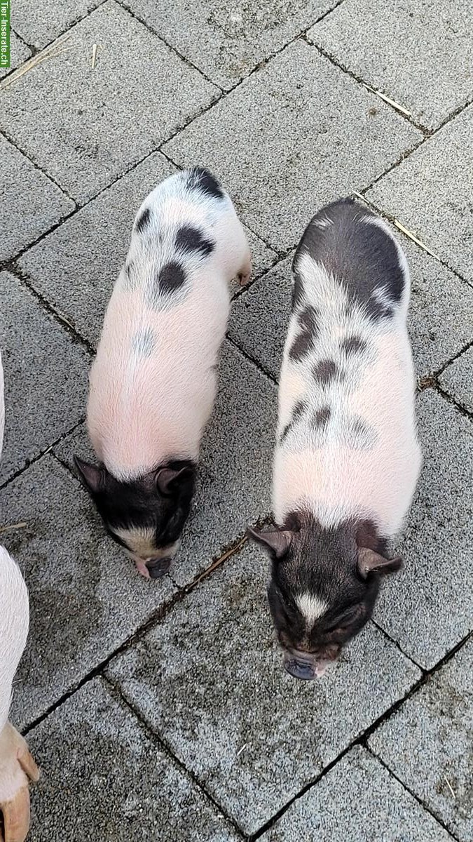 Bild 3: Gantrisch Minipigs suchen ein Zuhause