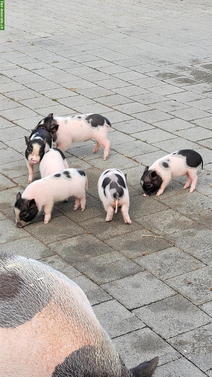 Bild 4: Gantrisch Minipigs suchen ein Zuhause