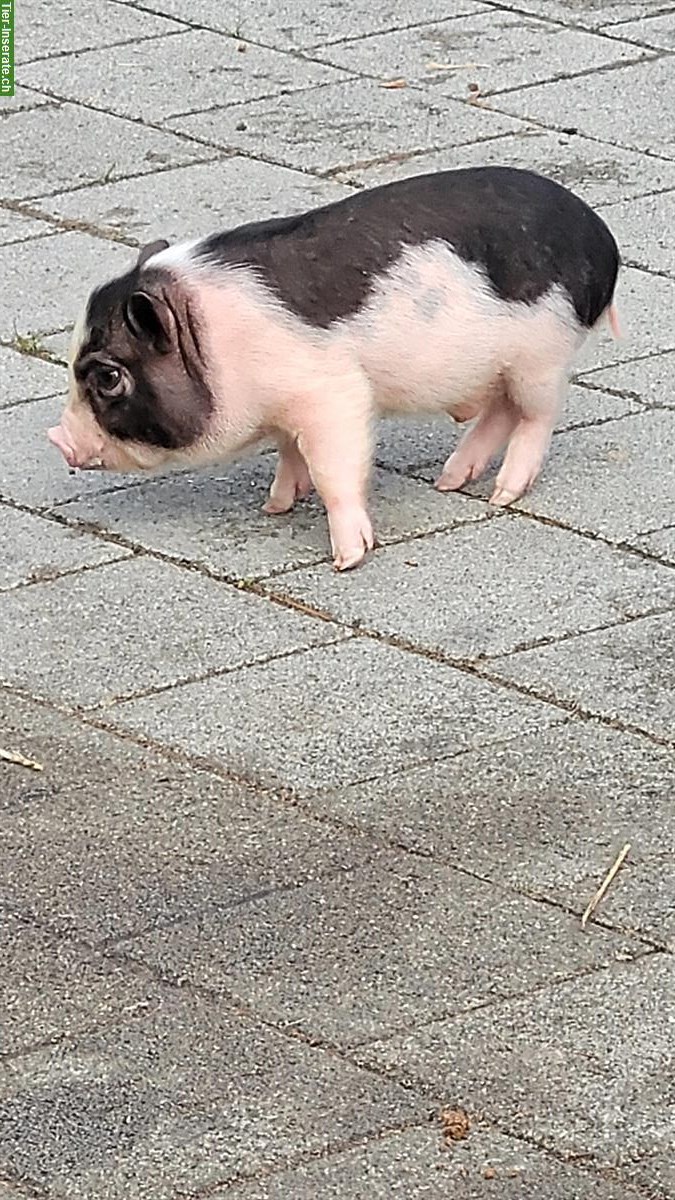 Bild 5: Gantrisch Minipigs suchen ein Zuhause