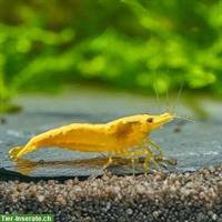 Yellow Fire Neon Garnelen - Neocaridina davidi