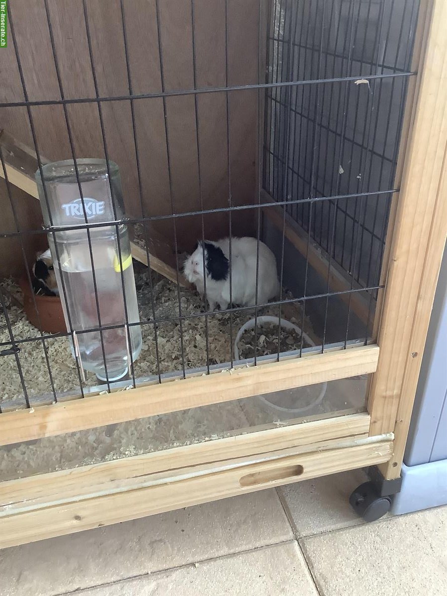 Bild 3: Meerschweinchen Familie Eltern + 2 Babys mit Käfig komplett