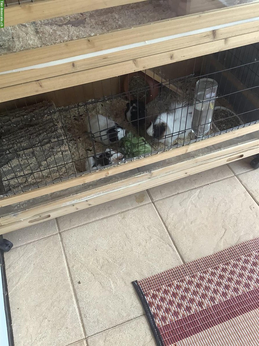 Bild 8: Meerschweinchen Familie Eltern + 2 Babys mit Käfig komplett