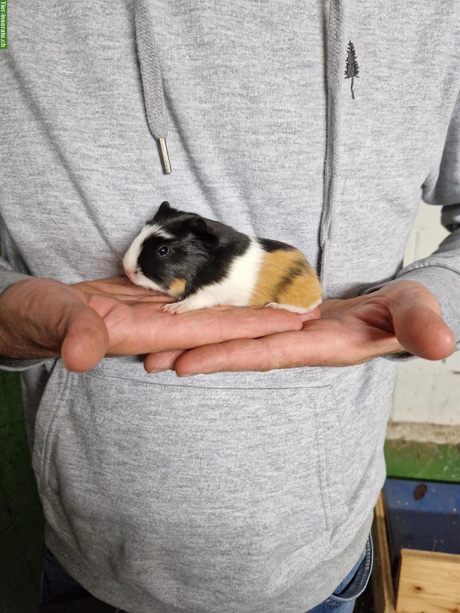 Meerschweinchen Weibchen suchen neues Zuhause