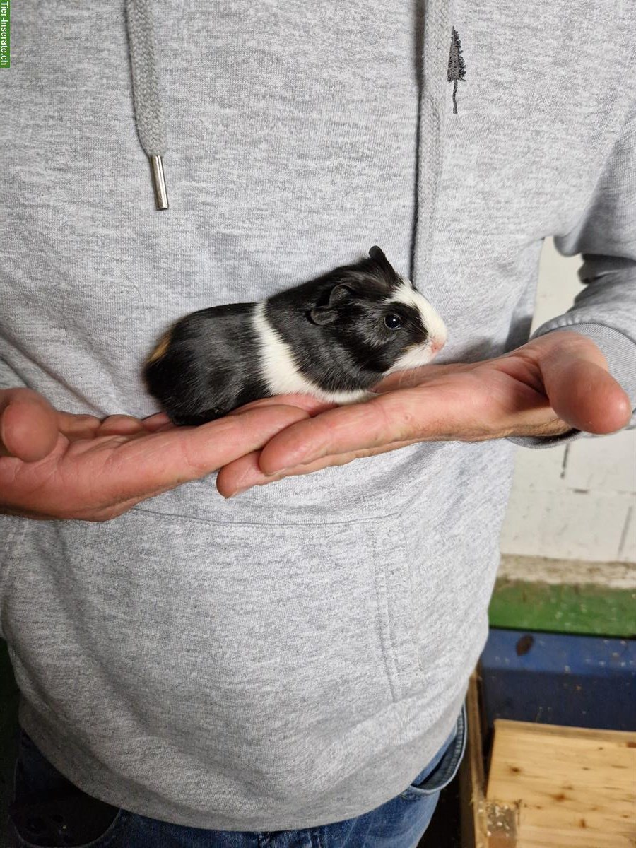 Bild 2: Meerschweinchen Weibchen suchen neues Zuhause