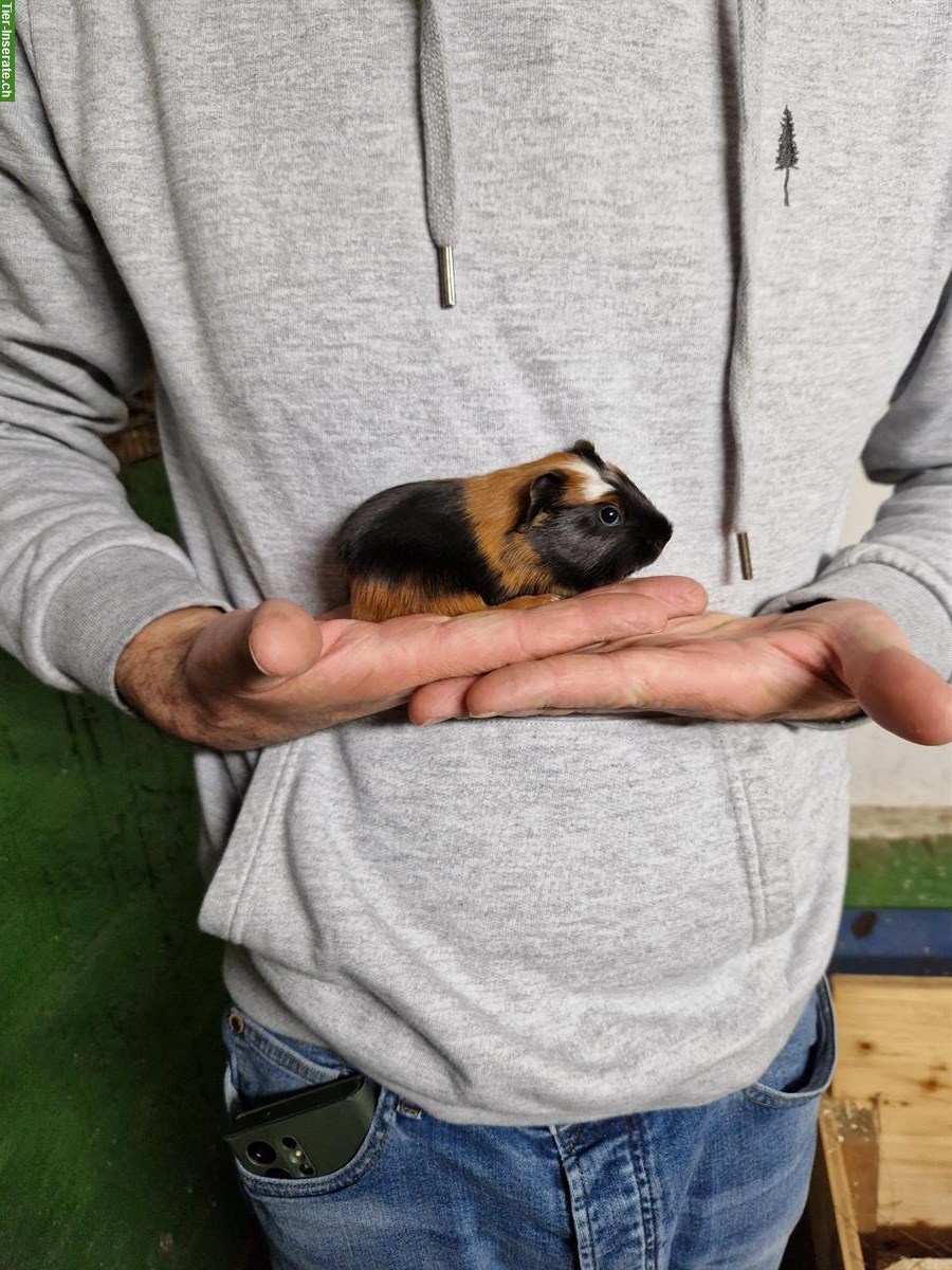 Bild 3: Meerschweinchen Weibchen suchen neues Zuhause