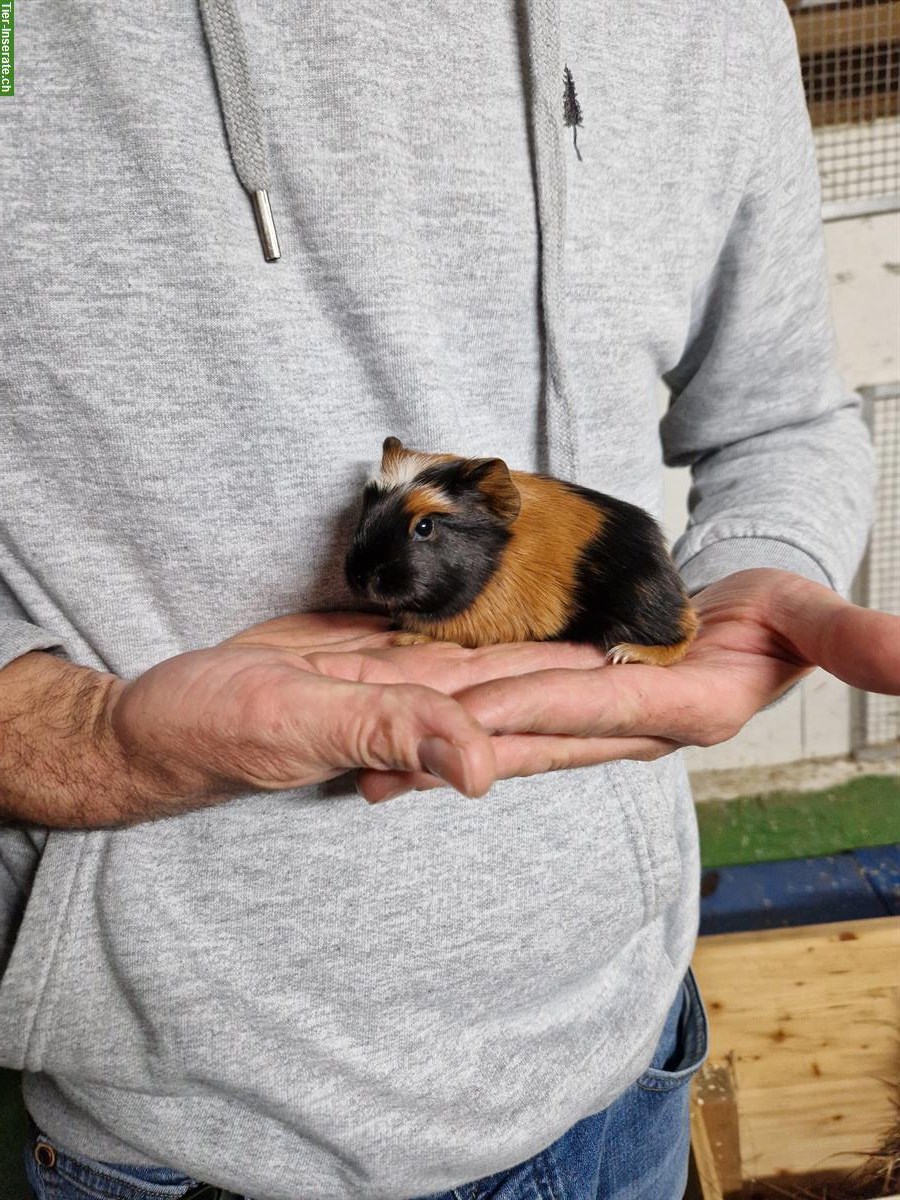 Bild 4: Meerschweinchen Weibchen suchen neues Zuhause