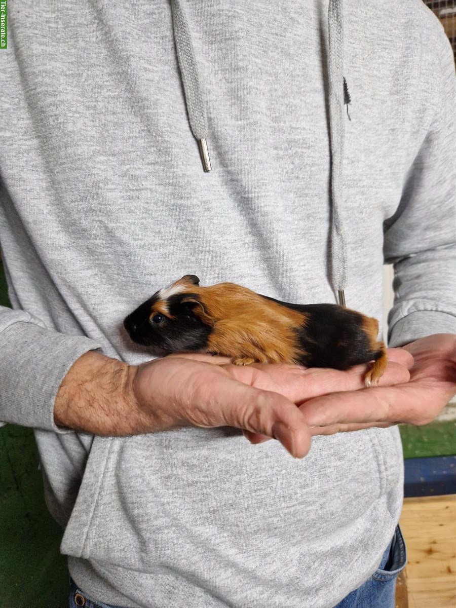 Bild 5: Meerschweinchen Weibchen suchen neues Zuhause