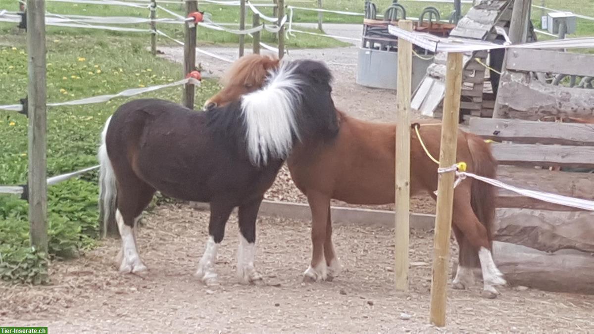 Offenststallplatz frei ab sofort in Zürich Stettbach