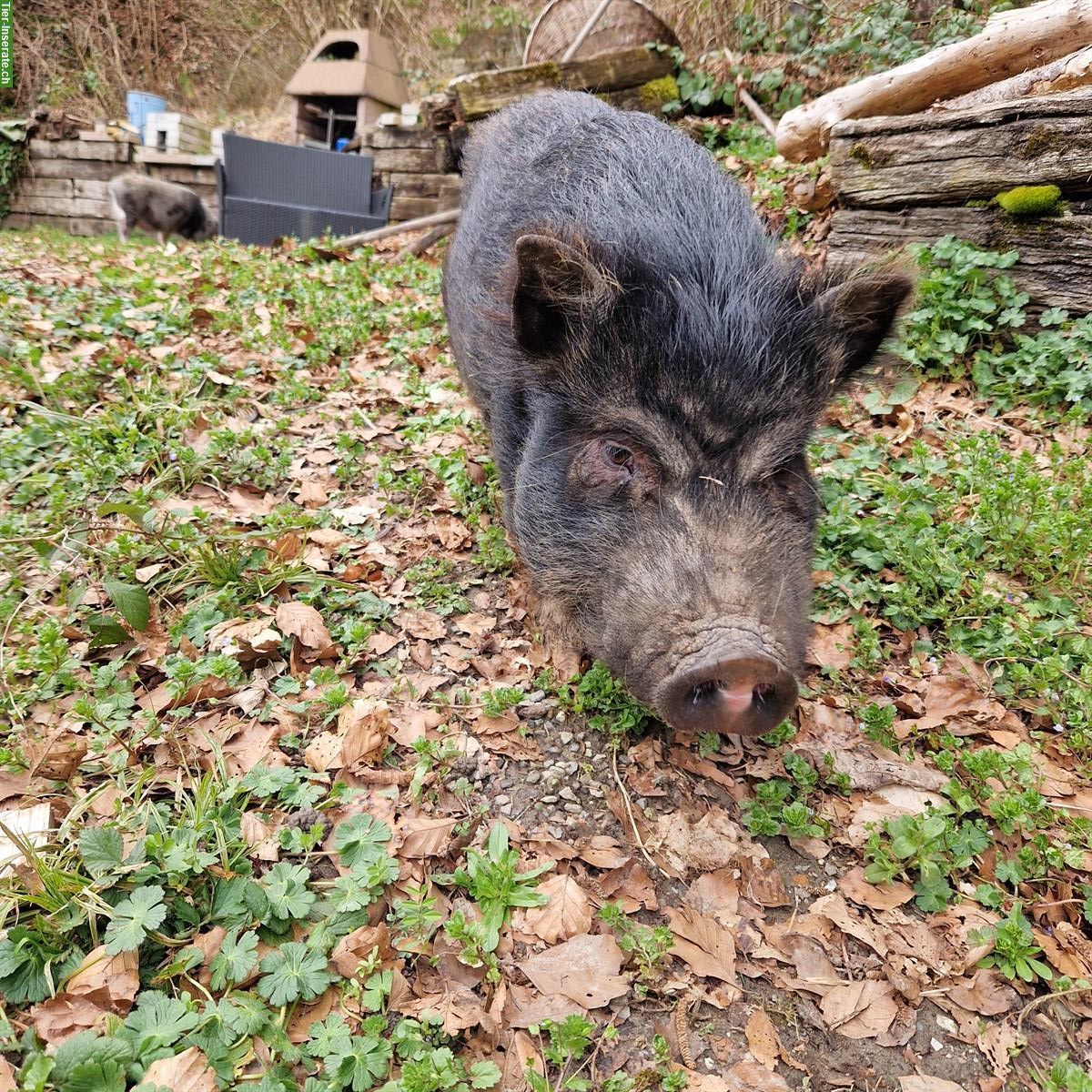 Mini Pig Sau + Eber suchen ein neues Zuhause