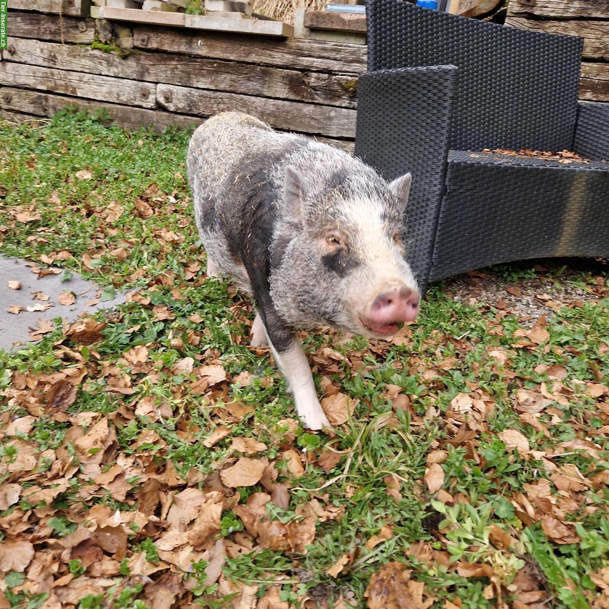 Bild 2: Mini Pig Sau + Eber suchen ein neues Zuhause