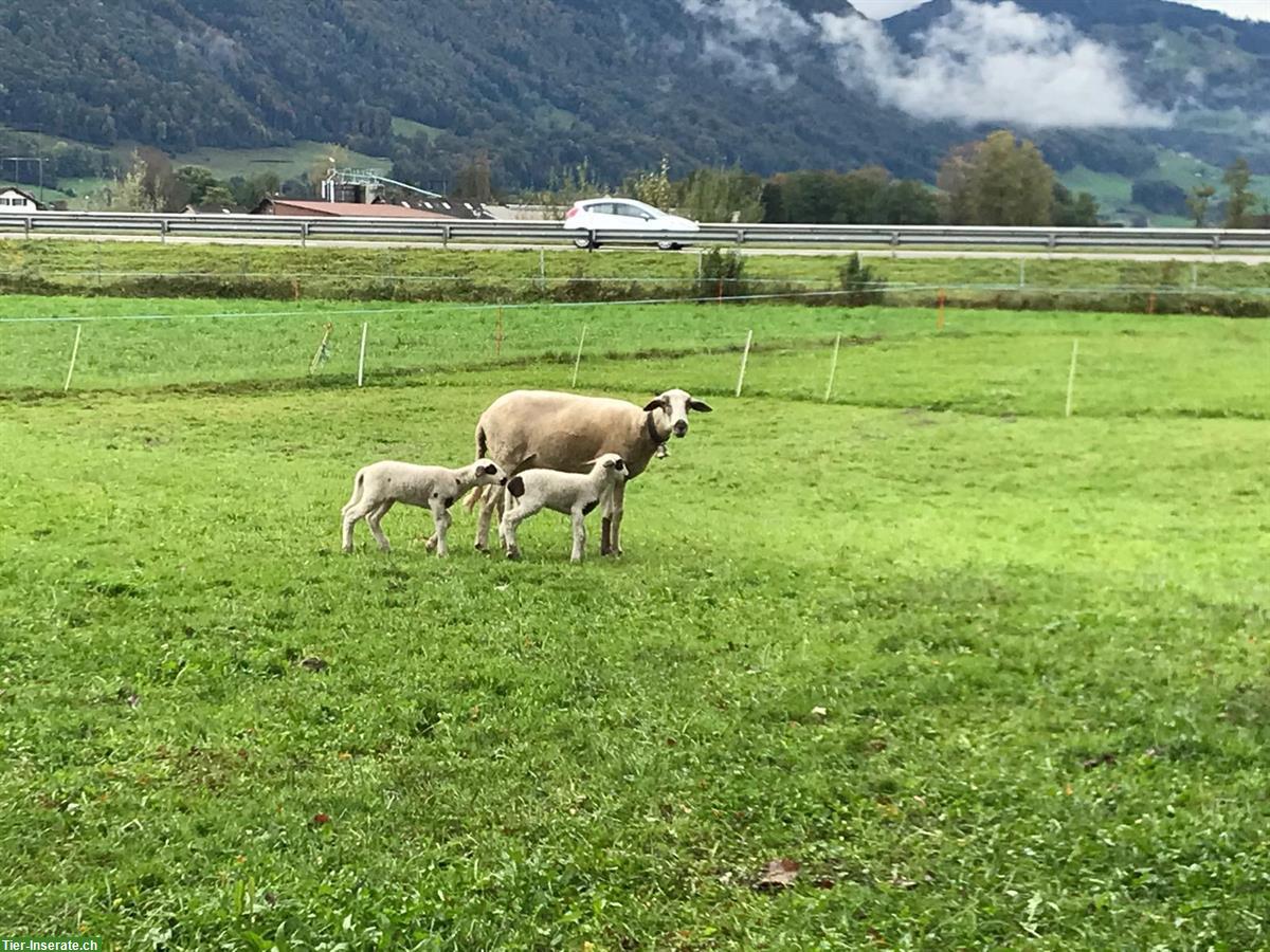 Bild 3: Spiegelschafe mit Lämmer zu verkaufen