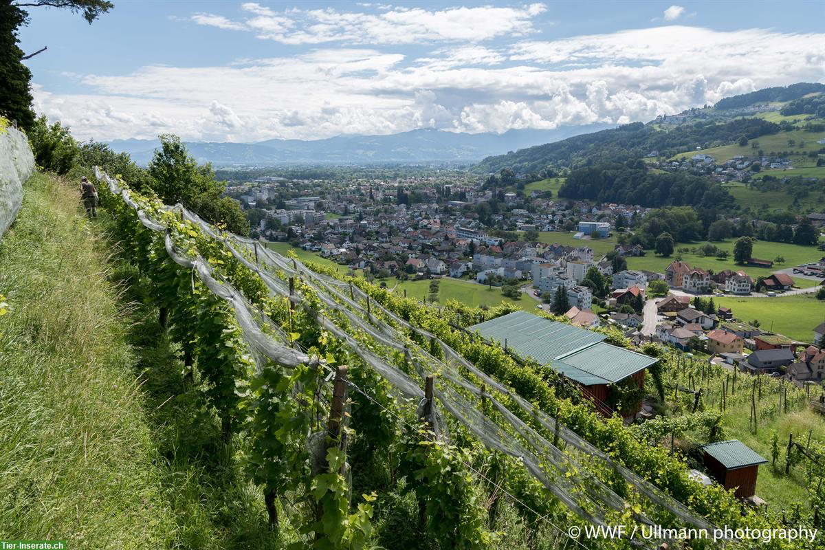 Weide im Rebberg abweiden für Schafe, Alpakas, Lamas