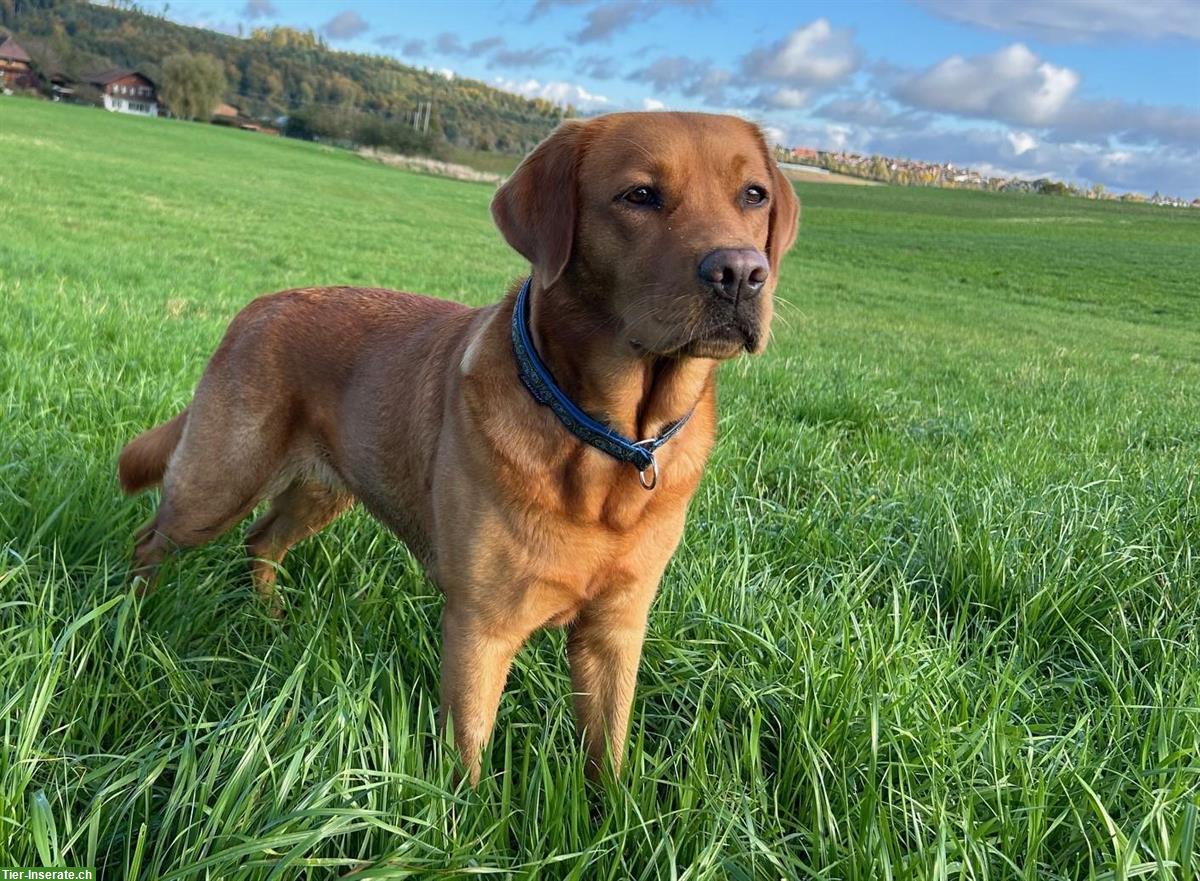 Bild 2: Reinrassige Labrador Welpen, Wurfankündigung November 2024