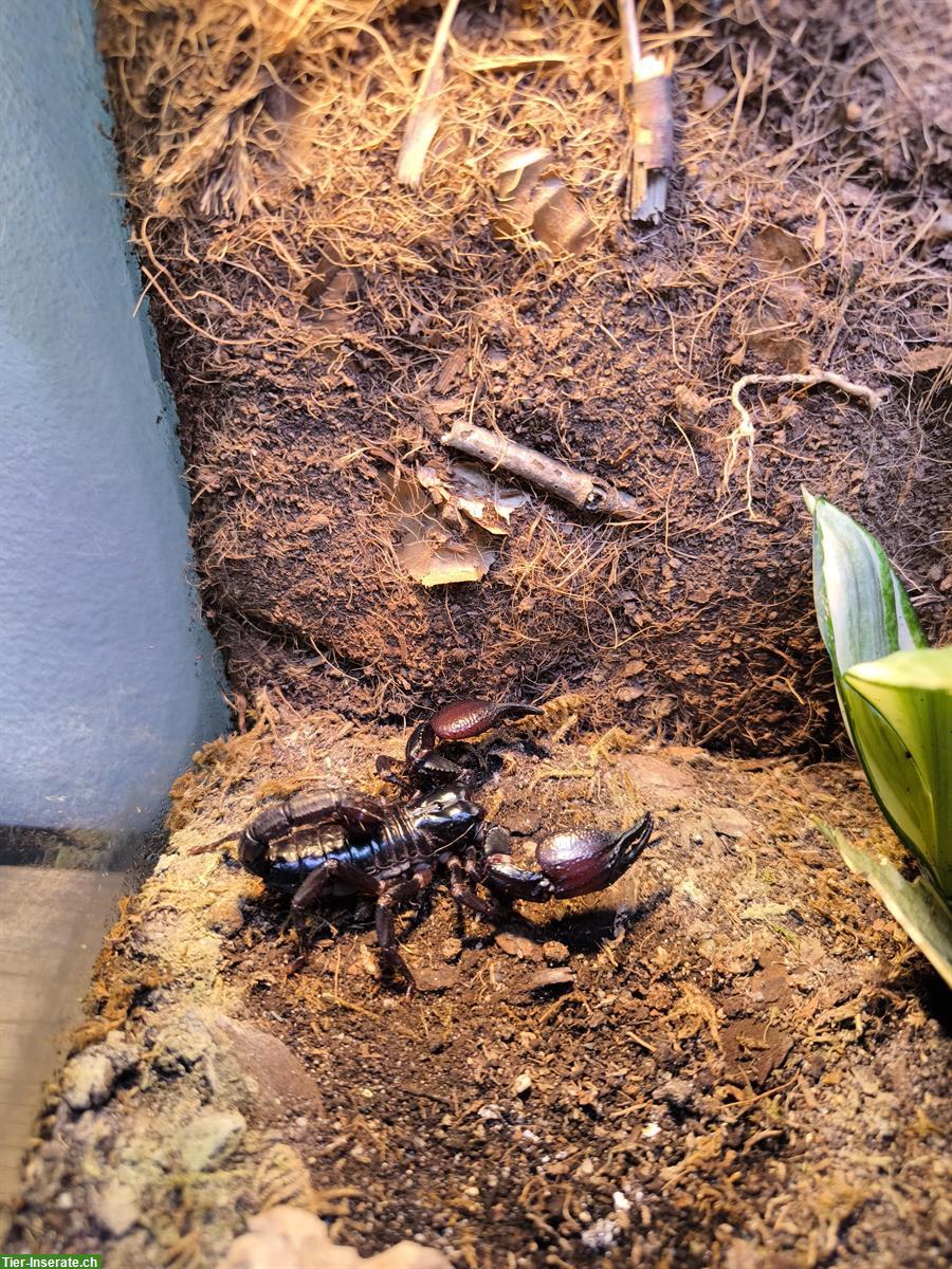 Bild 2: Schwarzer Laos-Skorpion mit Terrarium, Zubehör