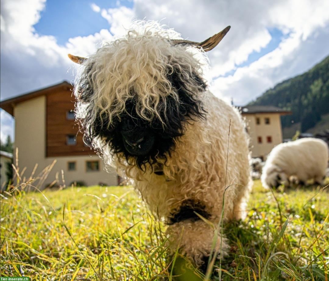 100% Walliser Schwarznasen zu verkaufen