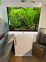 Juwel Aquarium Lido 200L, weiss mit Schrank, Fischbesatz