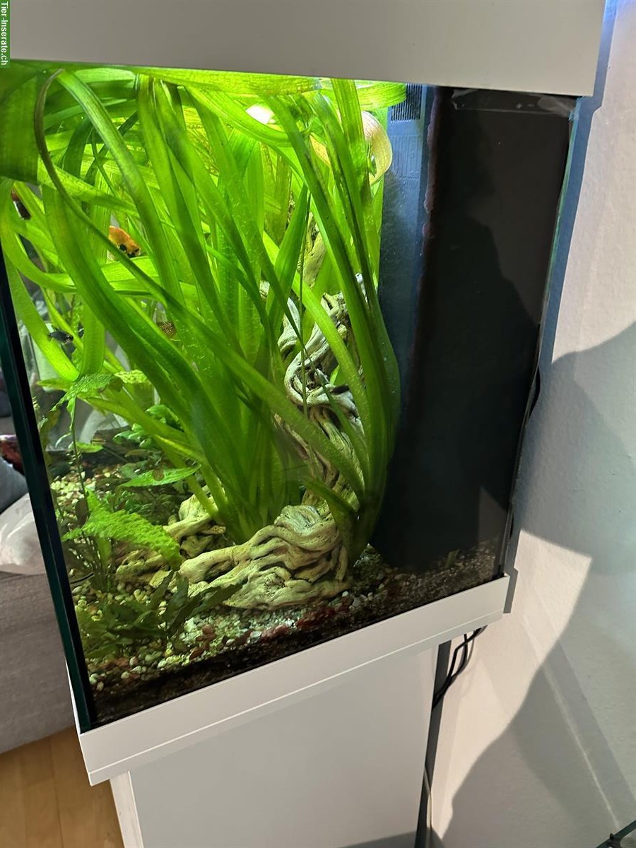 Bild 2: Juwel Aquarium Lido 200L, weiss mit Schrank, Fischbesatz