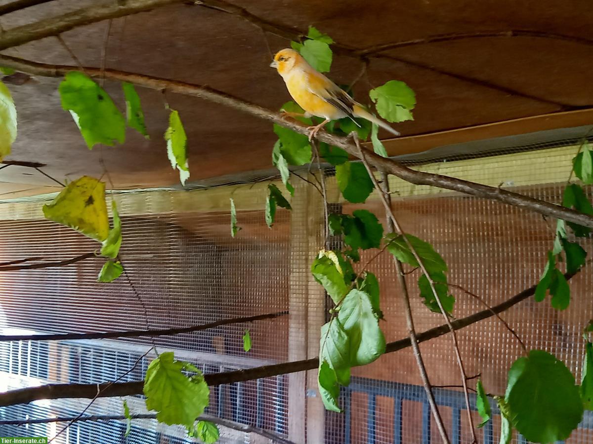 Bild 3: 2 Kanarienvögel Männchen zu verkaufen