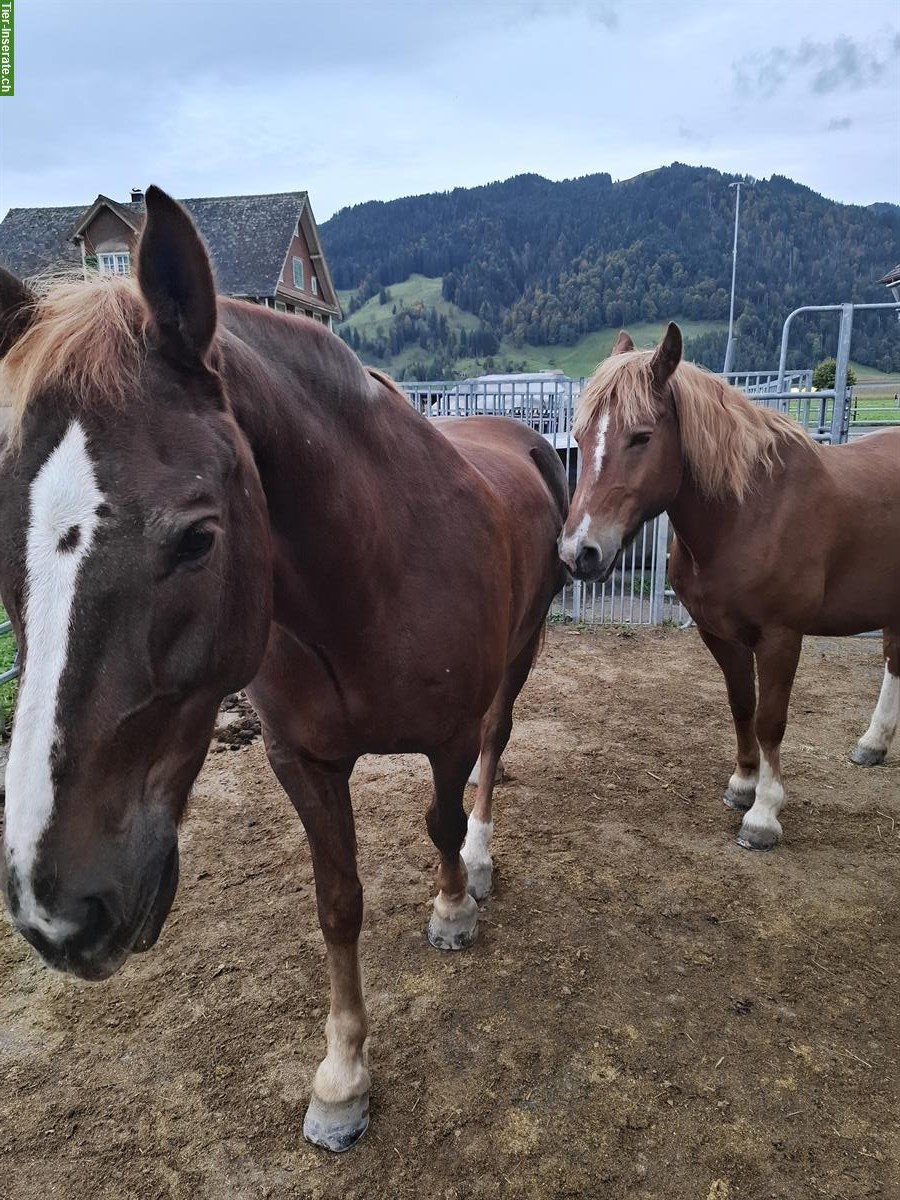 Bild 4: Lieben Freiberger Wallach zu verkaufen