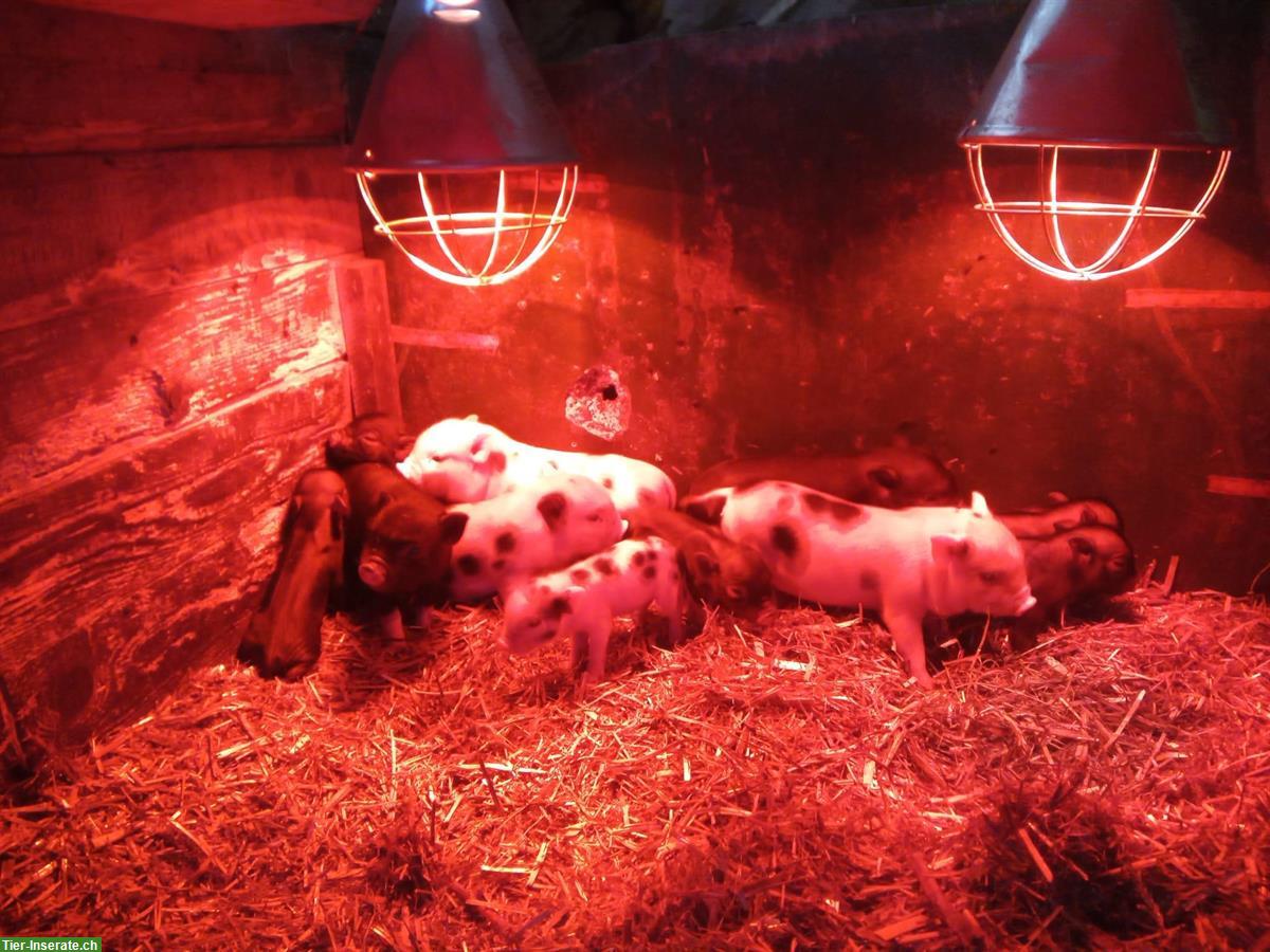 Bild 5: Süsse Minipigs zu verkaufen