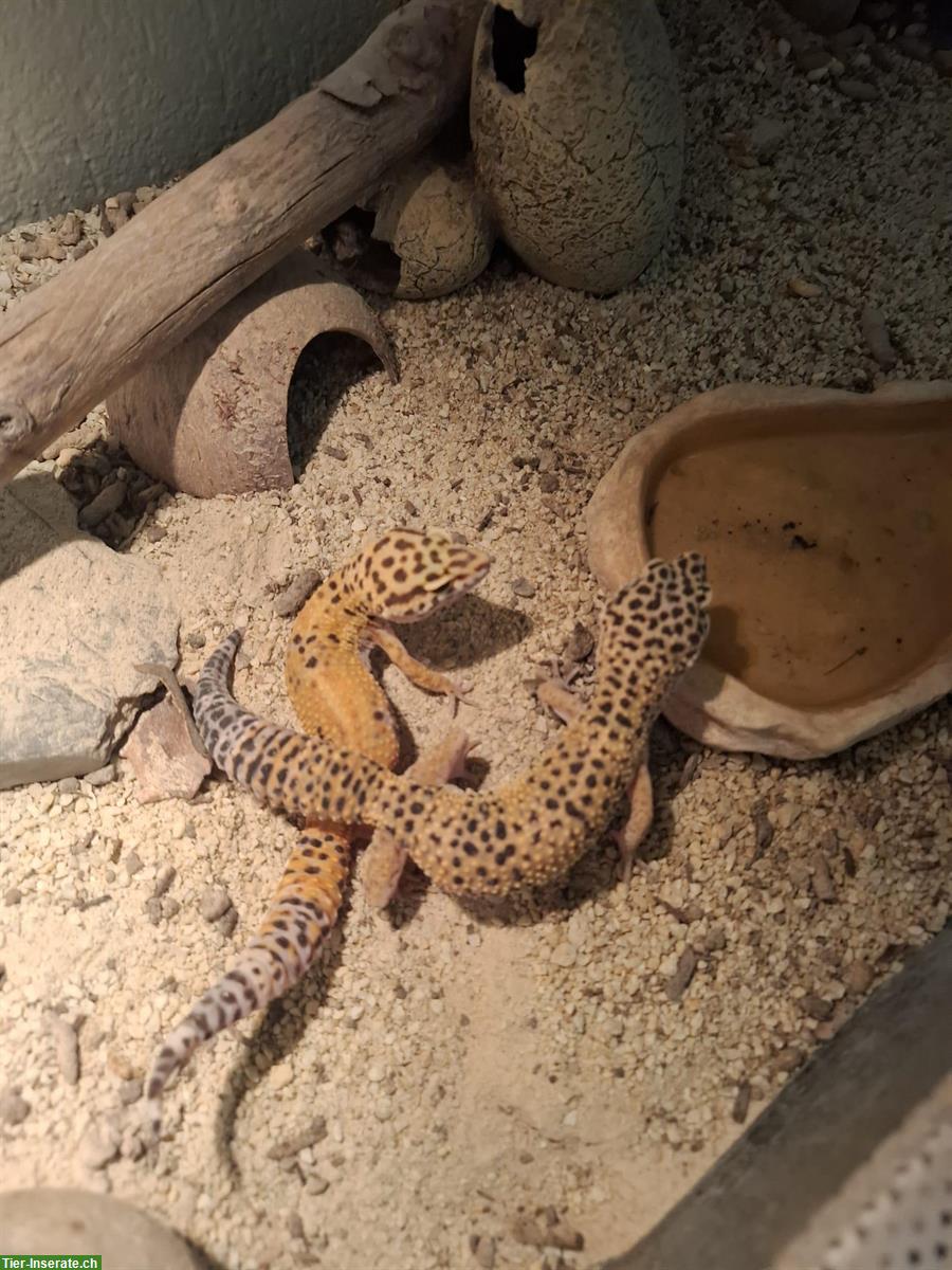 Bild 2: 3 Leopardgeckos nur als Gruppe abgegeben