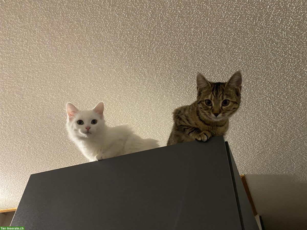 Bild 2: 2 weibliche Katzen Luna & Simba mit Zubehör