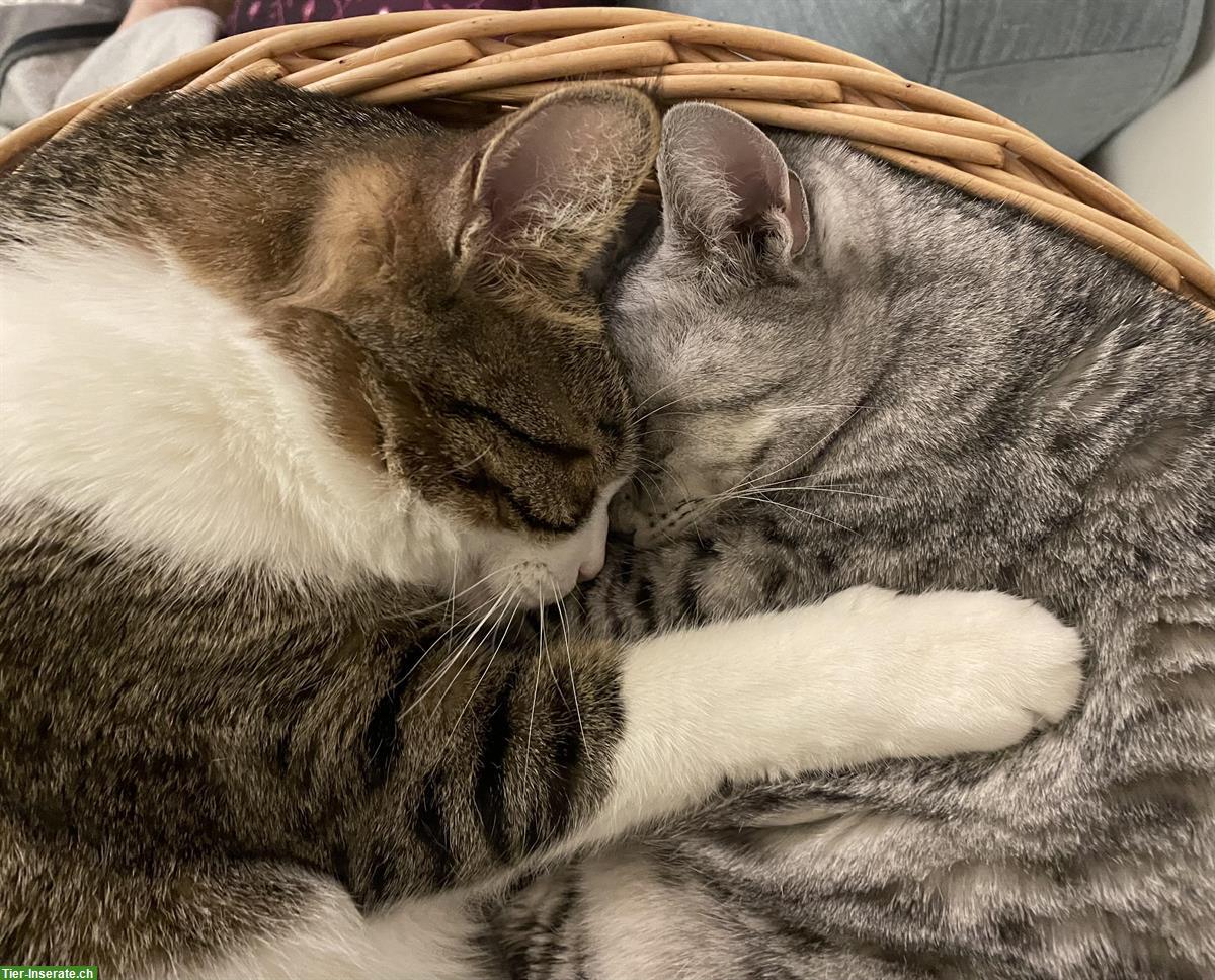 Bild 3: Zwei Katzen zusammen abzugeben