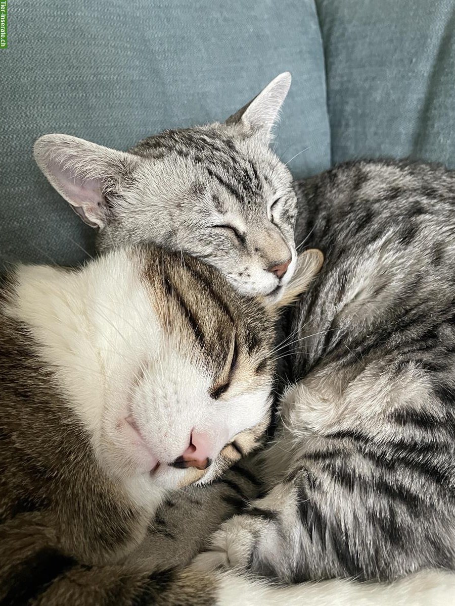 Bild 5: Zwei Katzen zusammen abzugeben