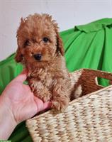 Maltipoo Welpen in apricot zu verkaufen