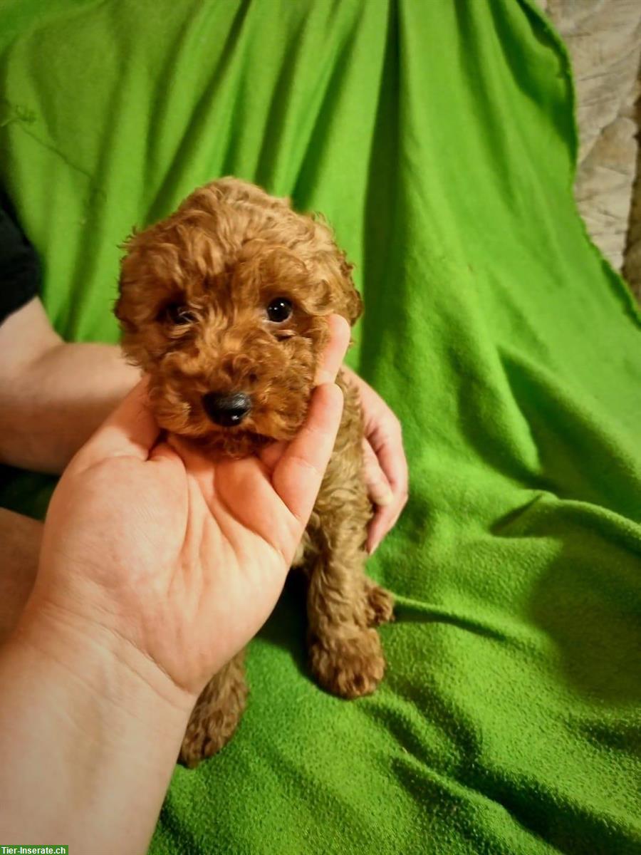 Bild 2: Maltipoo Welpen in apricot zu verkaufen