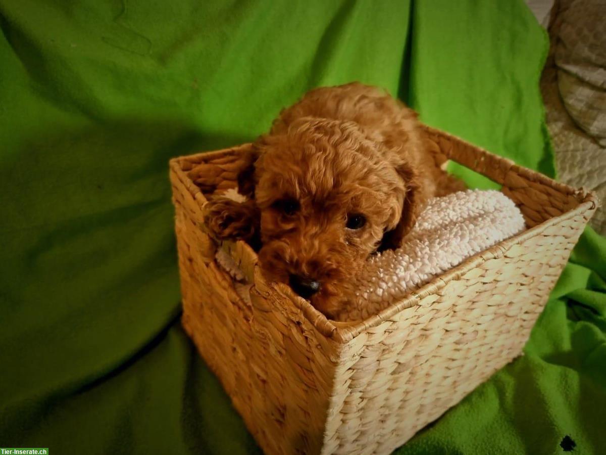 Bild 3: Maltipoo Welpen in apricot zu verkaufen