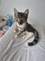 Junger Kater Jiminy sucht ein zuhause