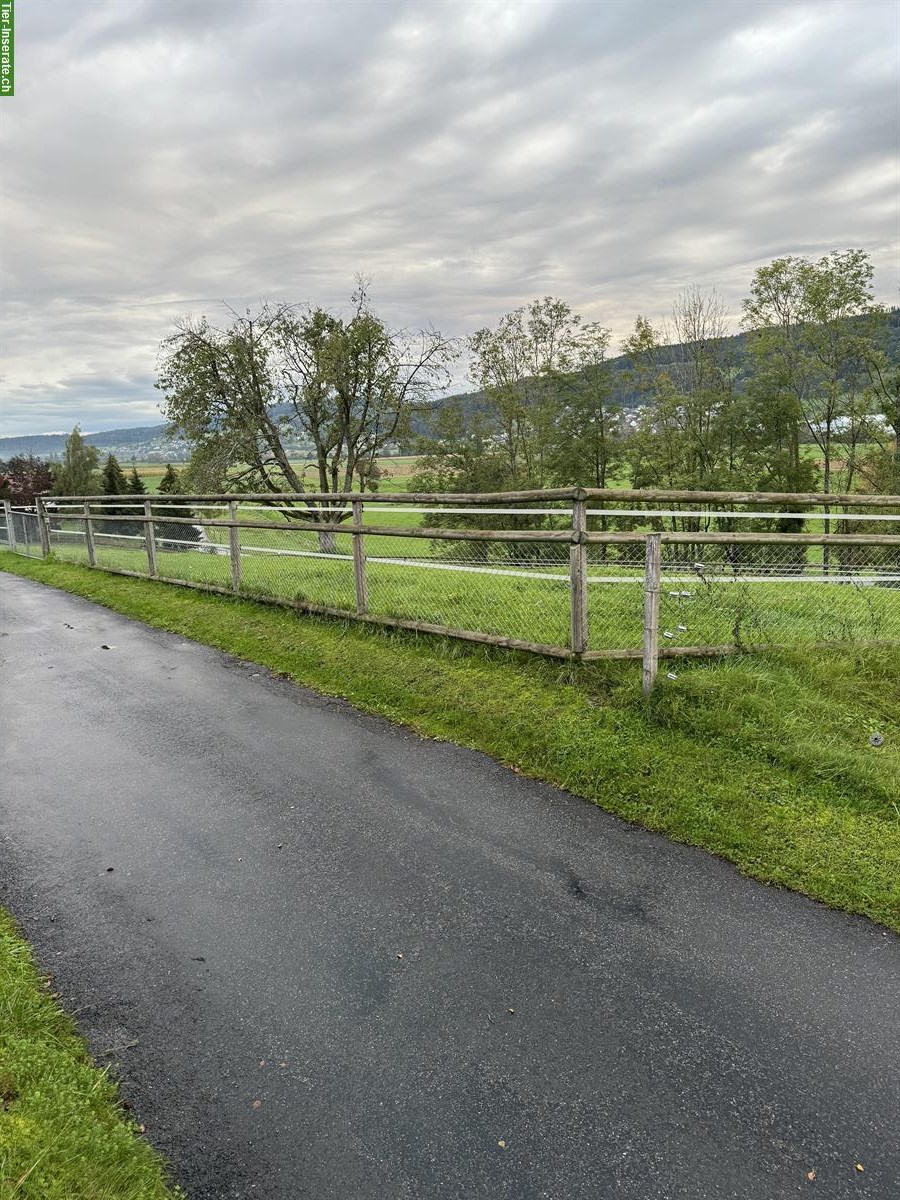 Bild 5: Selbstversorger - suchen Stallkumpel in 5734 Reinach AG