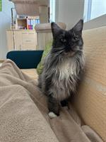 Zahnlose Maine Coon Prinzessin sucht Lebensplatz