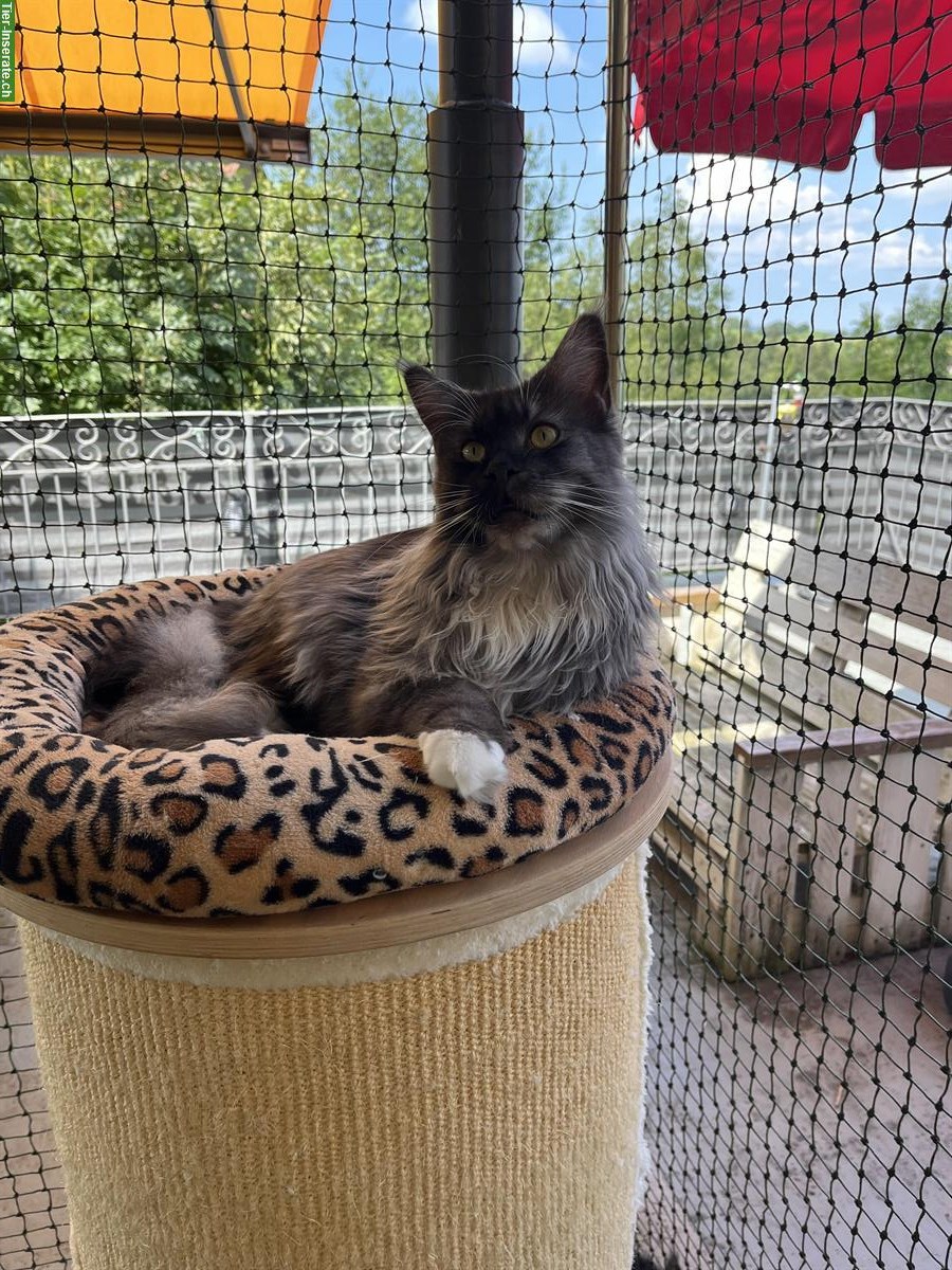 Bild 3: Zahnlose Maine Coon Prinzessin sucht Lebensplatz