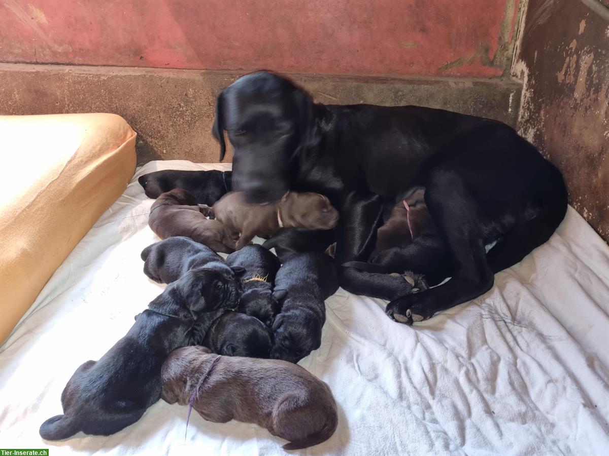 Rassenreine Labrador Welpen suchen Zuhause