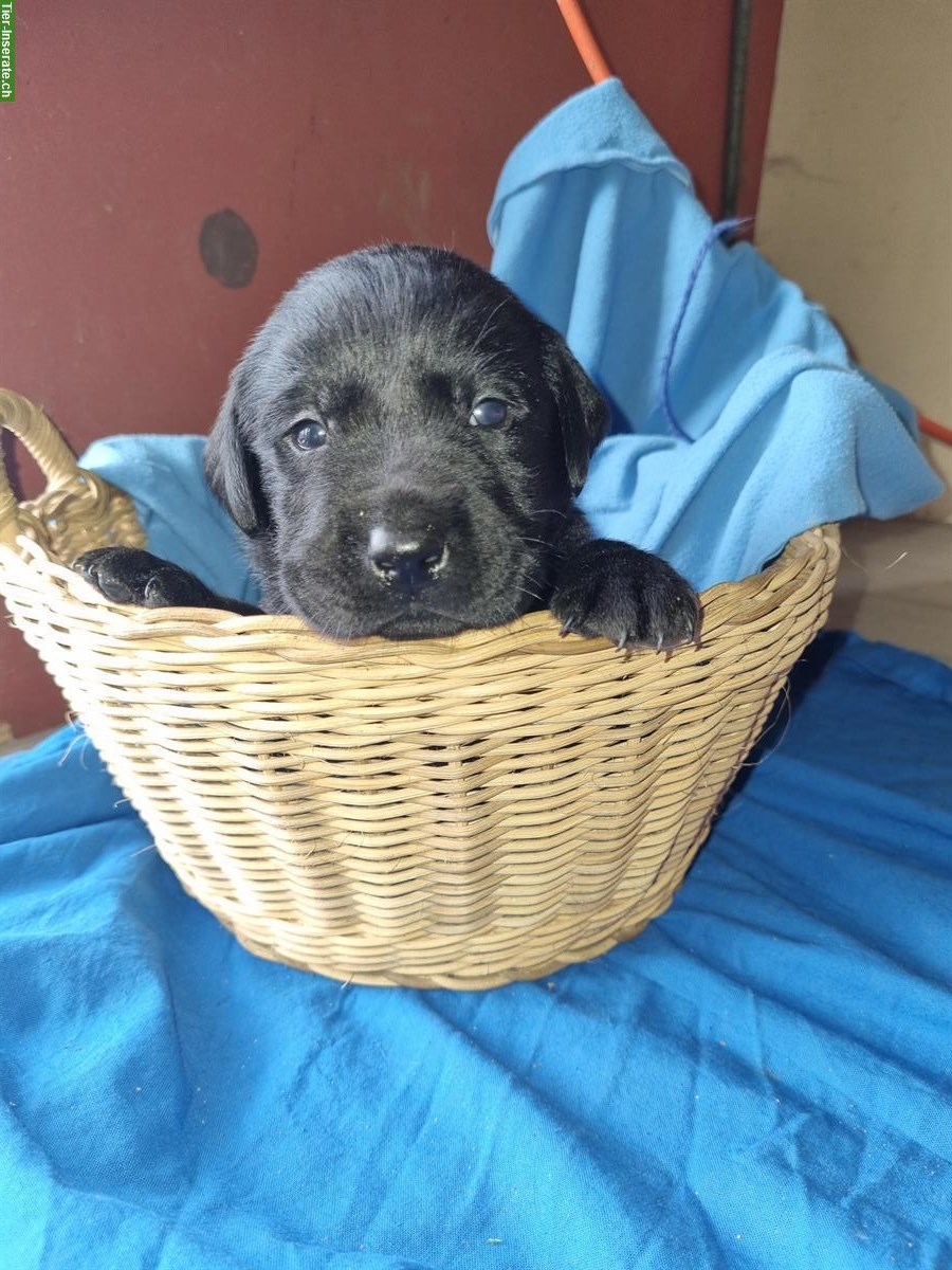 Bild 4: Rassenreine Labrador Welpen suchen Zuhause