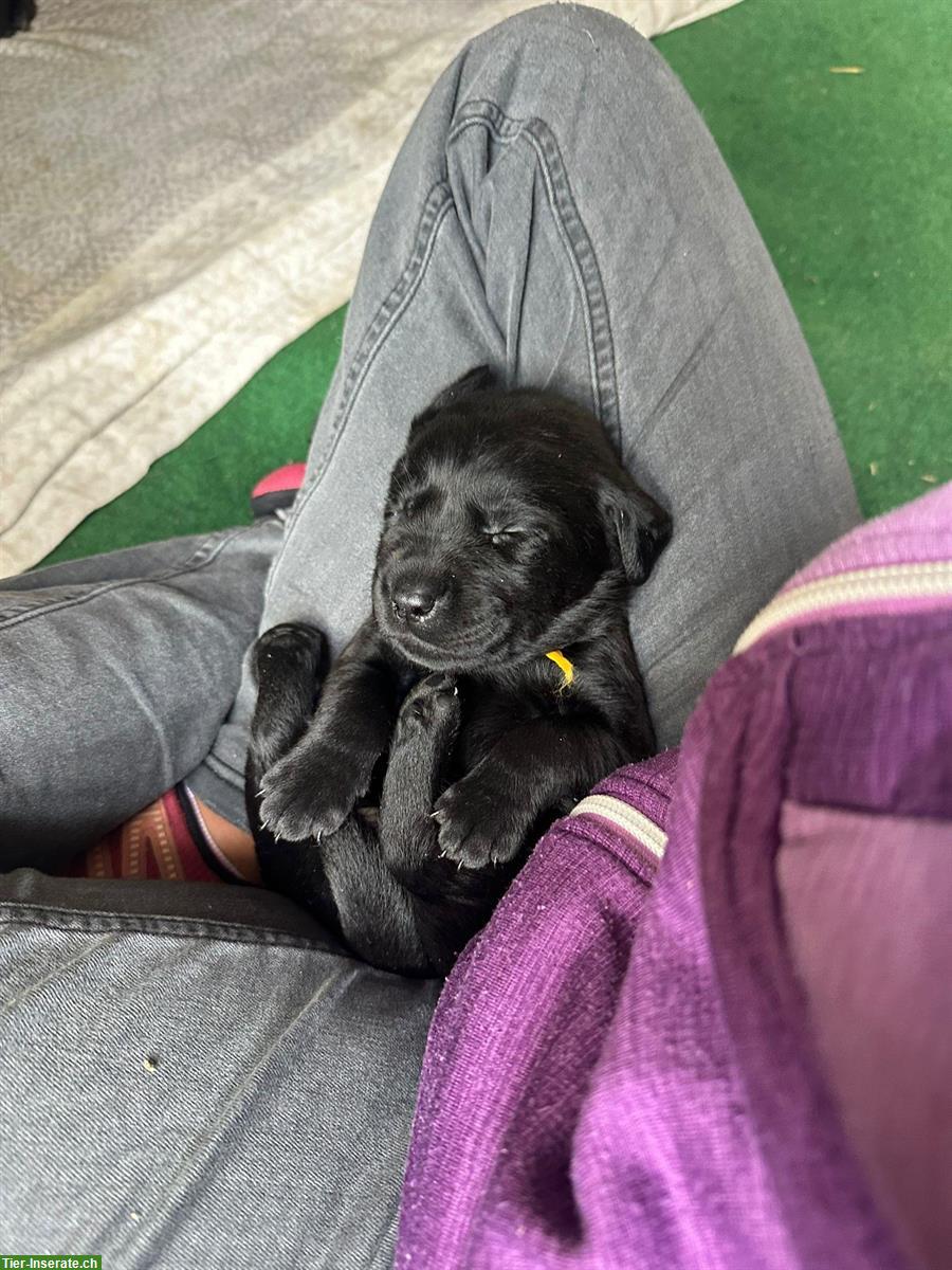 Bild 5: Rassenreine Labrador Welpen suchen Zuhause