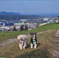 Biete liebevolle Tierbetreuung - Hunde, Katzen...