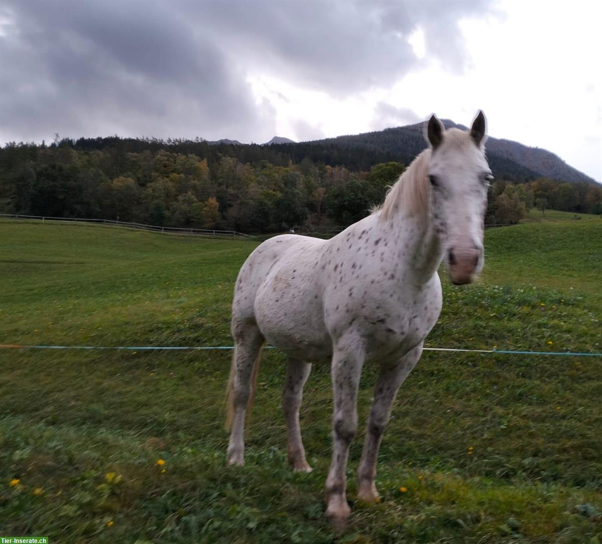 Knabstrupper mix Stute, 21-jährig zu verkaufen