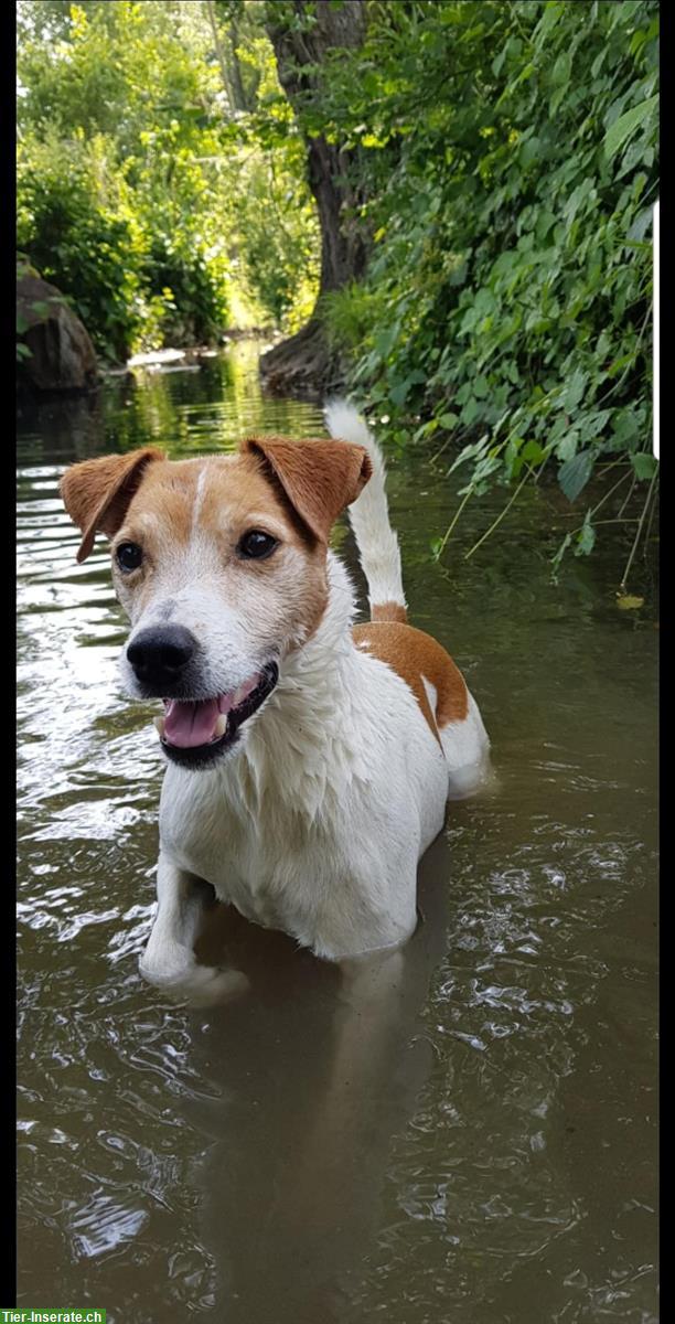 Bild 2: Älteren Jack Russell, Parson Russell GESUCHT