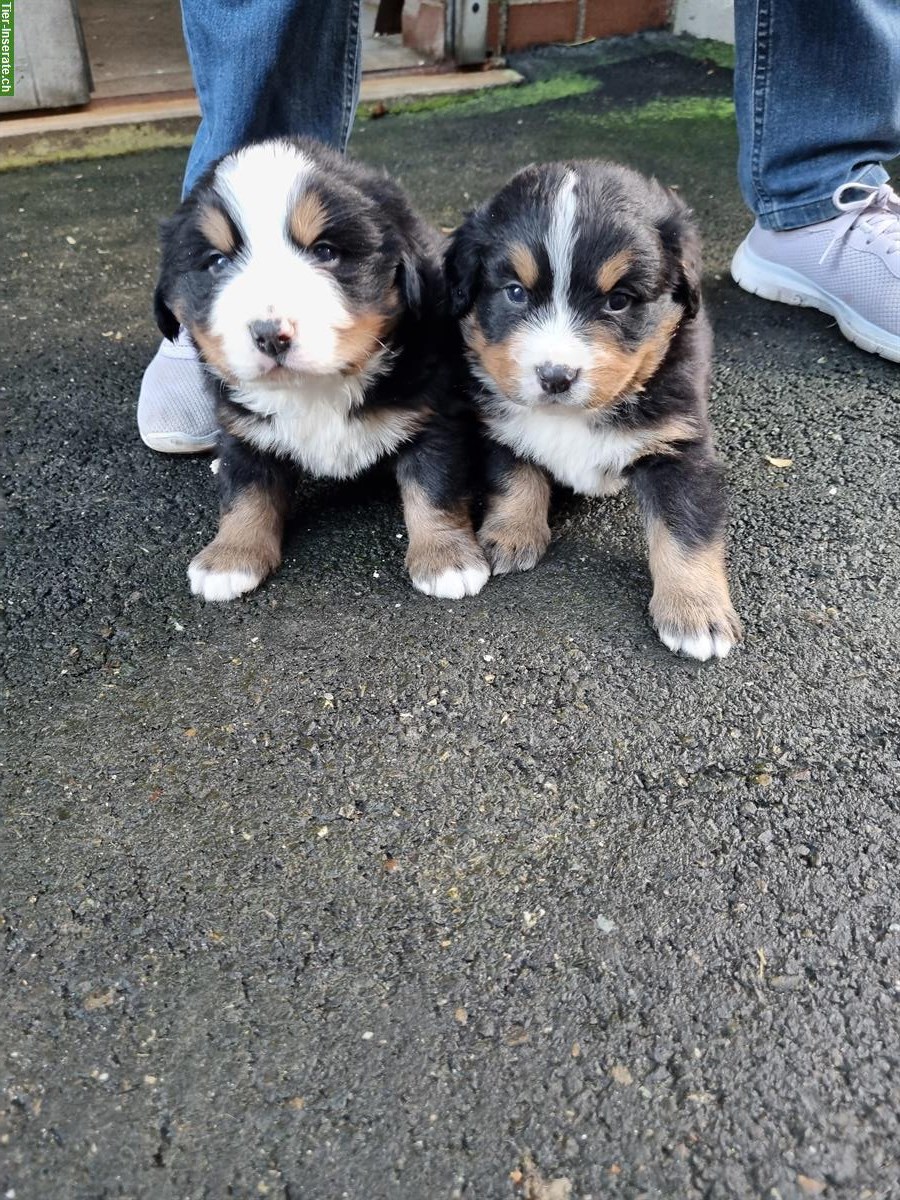 Berner Sennenhunde Welpen zu verkaufen