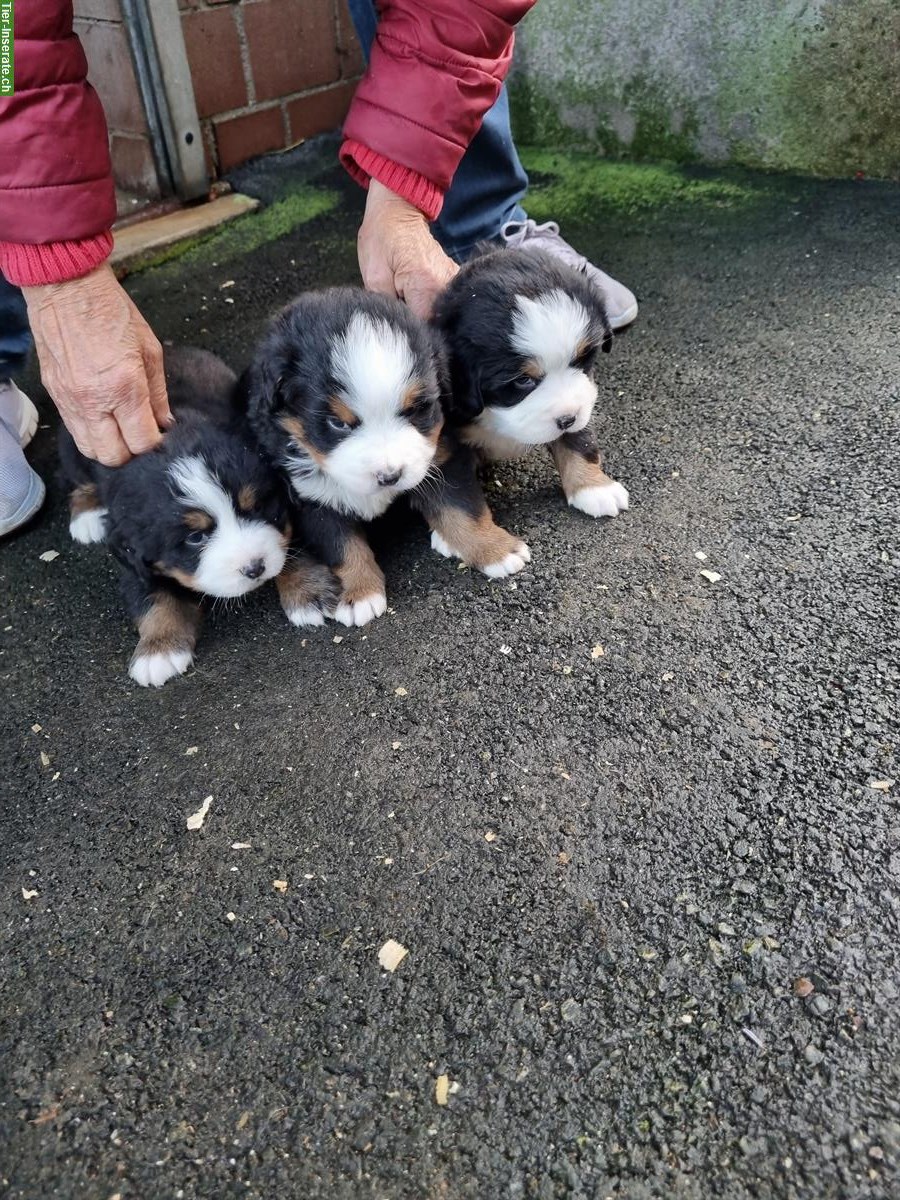 Bild 2: Berner Sennenhunde Welpen zu verkaufen