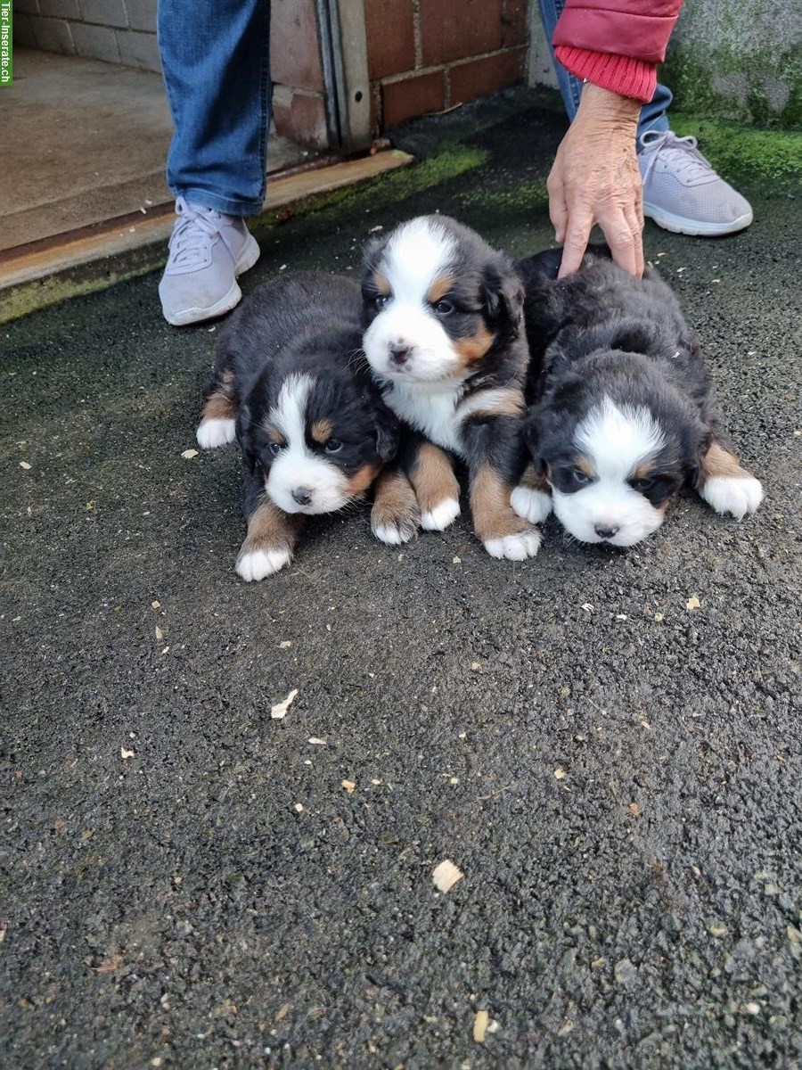 Bild 3: Berner Sennenhunde Welpen zu verkaufen