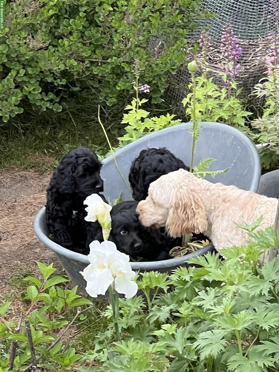 Bild 5: Wurfankündigung Cockapoo F2 Welpen