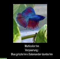 Halbmond Bettas aus Schweizer Nachzucht