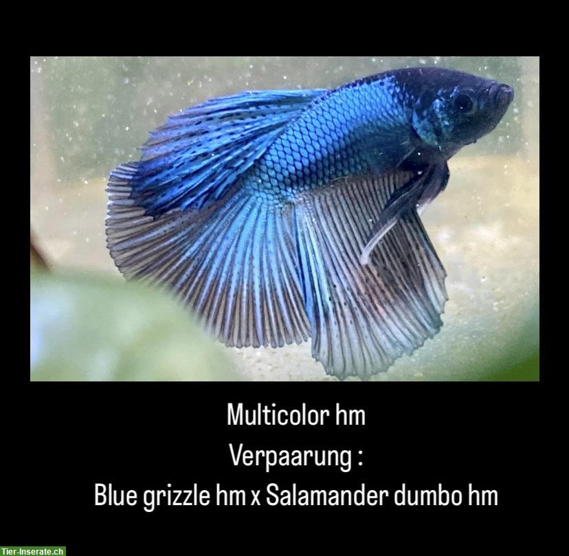 Bild 3: Halbmond Bettas aus Schweizer Nachzucht